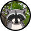 Fred The Raccoon (FRED)